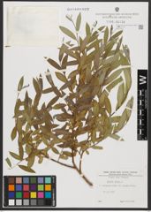 Foto von Salix alba L.